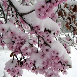 Снежная сакура (40 фото)