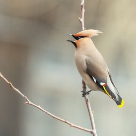 Птичка с желтым хвостиком (37 фото)