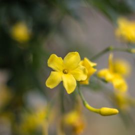Желтый жасмин (36 фото)