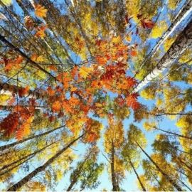 Осенний воздух (37 фото)