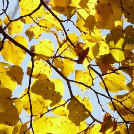 Дерево липа осенью (27 фото)
