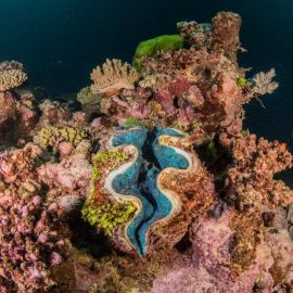 Большой барьерный риф юнеско (38 фото)