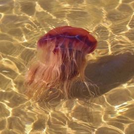 Медузы красного моря (38 фото)