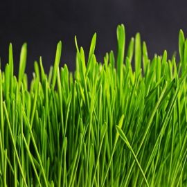 Высокая зеленая трава (34 фото)