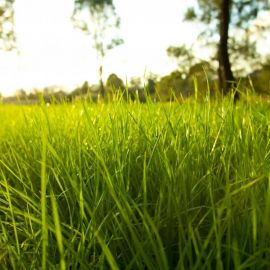 Сочная зеленая трава (35 фото)
