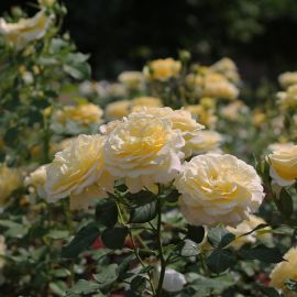 Роза артемис (35 фото)