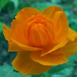 Сибирская роза (39 фото)