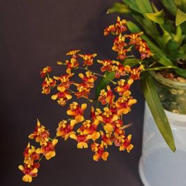 Орхидея онцидиум (40 фото)