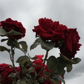 Колючая роза (38 фото)