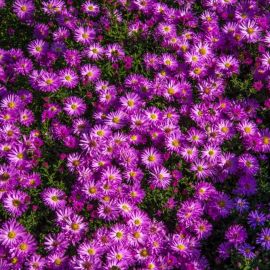 Октябринки цветы (32 фото)