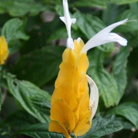 Пахистахис цветок (29 фото)