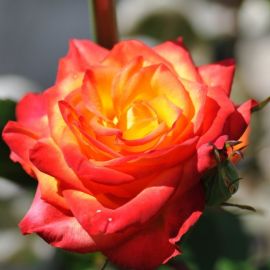 Роза самба (38 фото)