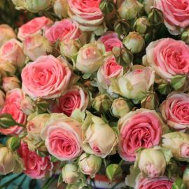 Карликовые розы (36 фото)