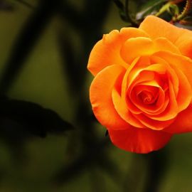 Роза карамба (43 фото)