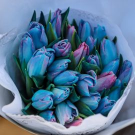 Синие тюльпаны (41 фото)