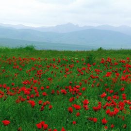 Монголия цветок (35 фото)