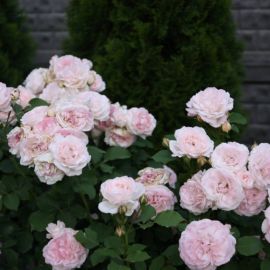 Роза шарифа асма (27 фото)