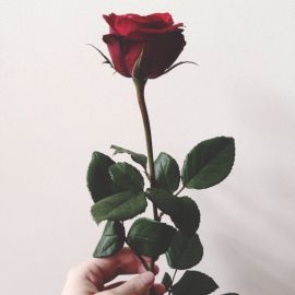 Бордовые розы (43 фото)