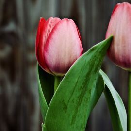 Тюльпан вальдивия (40 фото)