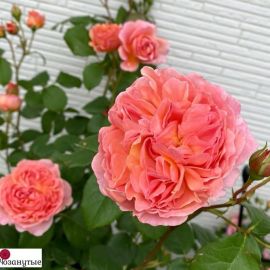 Роза каоликазали (44 фото)
