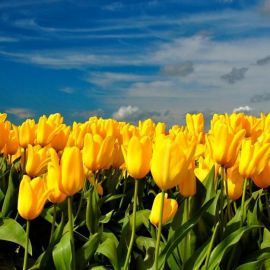 Дикие желтые тюльпаны (39 фото)