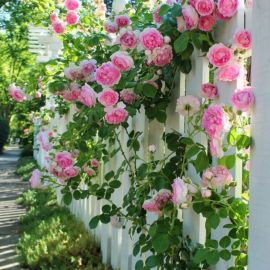Плетистые розы (42 фото)