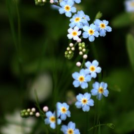 Маленькие цветочки (41 фото)