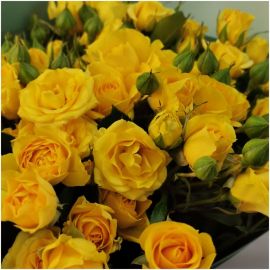 Желтые кустовые розы (38 фото)