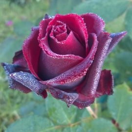 Роза норита (40 фото)