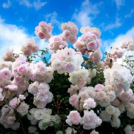 Кустовые розы (39 фото)
