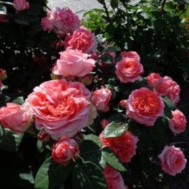 Роза венроза (36 фото)