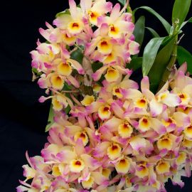 Орхидея попкорн (32 фото)