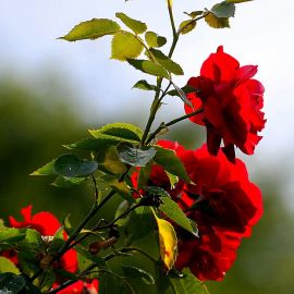 Роза салита (38 фото)