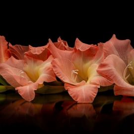 Цветы гладиолусы (38 фото)