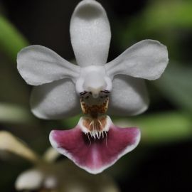 Орхидея дебора (42 фото)