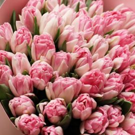 Пионовидные тюльпаны (41 фото)