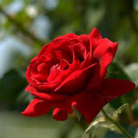 Роза корвет (33 фото)
