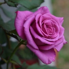 Бокаловидная роза (40 фото)