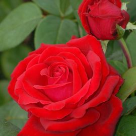 Роза мариетта (41 фото)