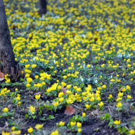 Желтые ранние цветы (32 фото)