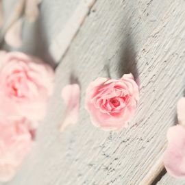 Нежно розовые цветы (44 фото)