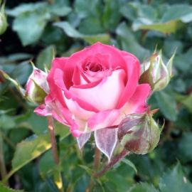 Роза рубелла (38 фото)