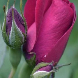 Бутон розы (37 фото)