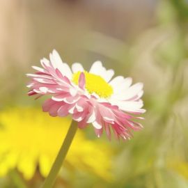 Дейзи цветок (20 фото)