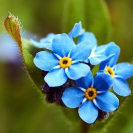 Маленькие голубые цветочки (39 фото)