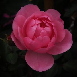 Роза сенлитсу (42 фото)