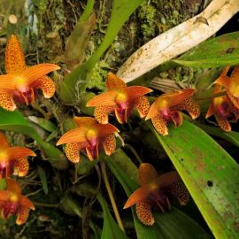 Бульбофиллум орхидея (38 фото)