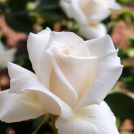 Роза паскаль (38 фото)
