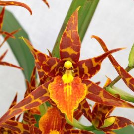 Орхидея брассия (23 фото)