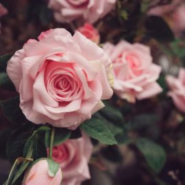 Темно розовые розы (34 фото)